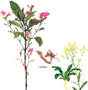 对流行疫情有疗效 中草药--板蓝根名气迅速走红