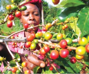经济价值极高 肯尼亚（Kenya）咖啡 成为全球觊觎之“黑色黄金”